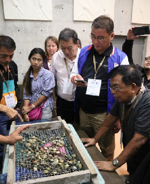 Locally farmed clams in Toba City.