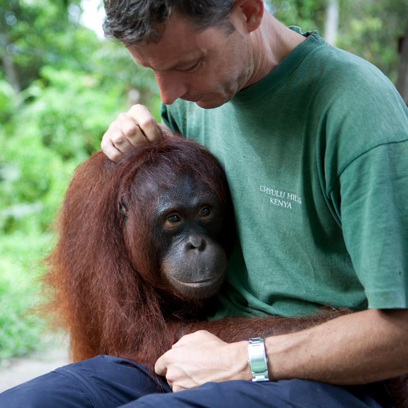 Orangutan in Borneo