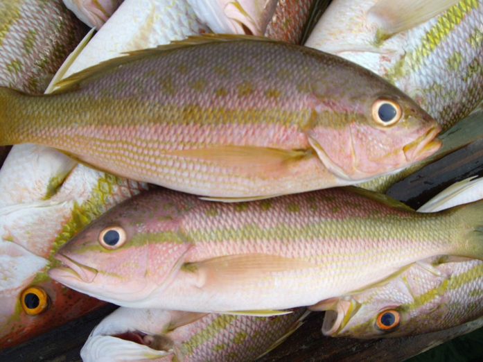 yellowtail snapper