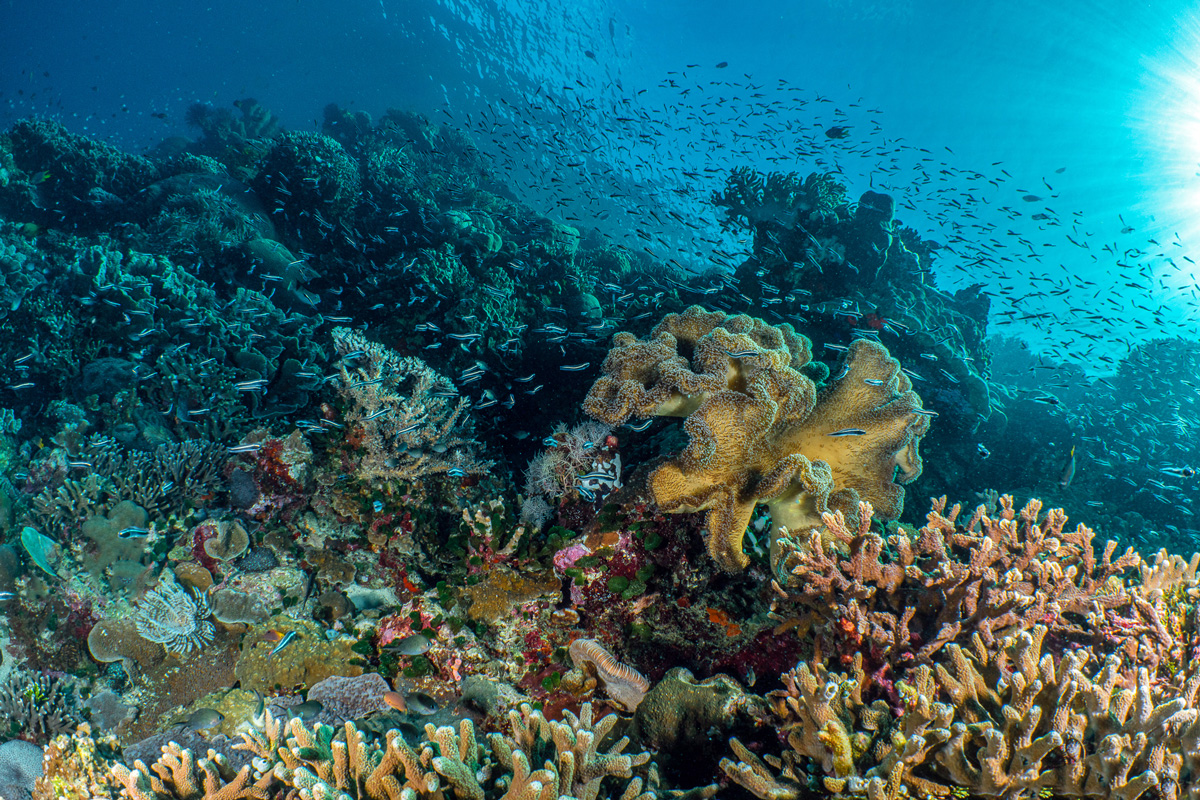 Wakatobi reef