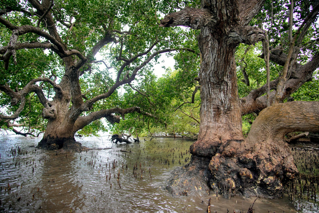 Villa Hermosa mangroves.