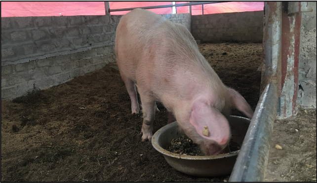 pig in a biobed.