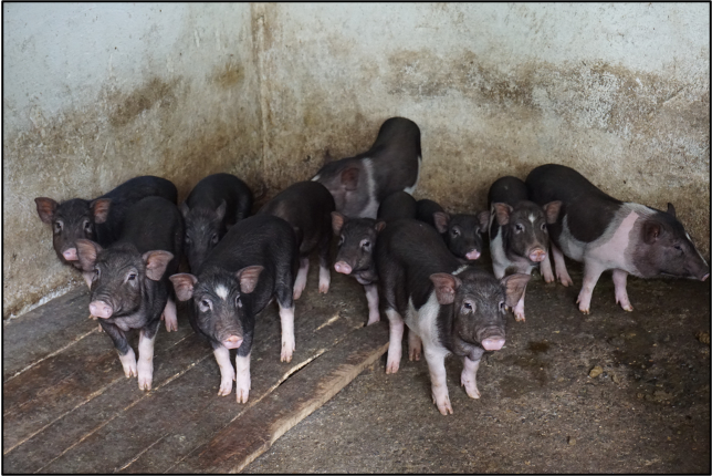 Pigs in a traditional sty. Credit: Center 4 Creativity & Sustainability.