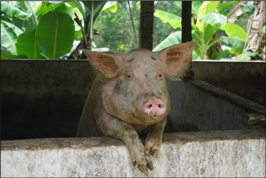 A pig farm in Vietnam. Credit: Center 4 Creativity & Sustainability.