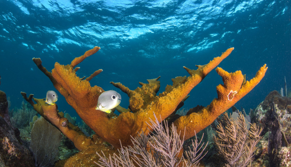 Reef in Honduras.