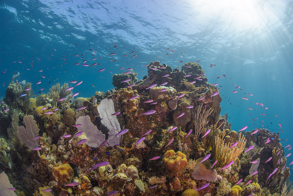 Fish swimming near coral.