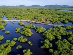 Fish Forever Philippines Del Carmen mangrove boardwalk.