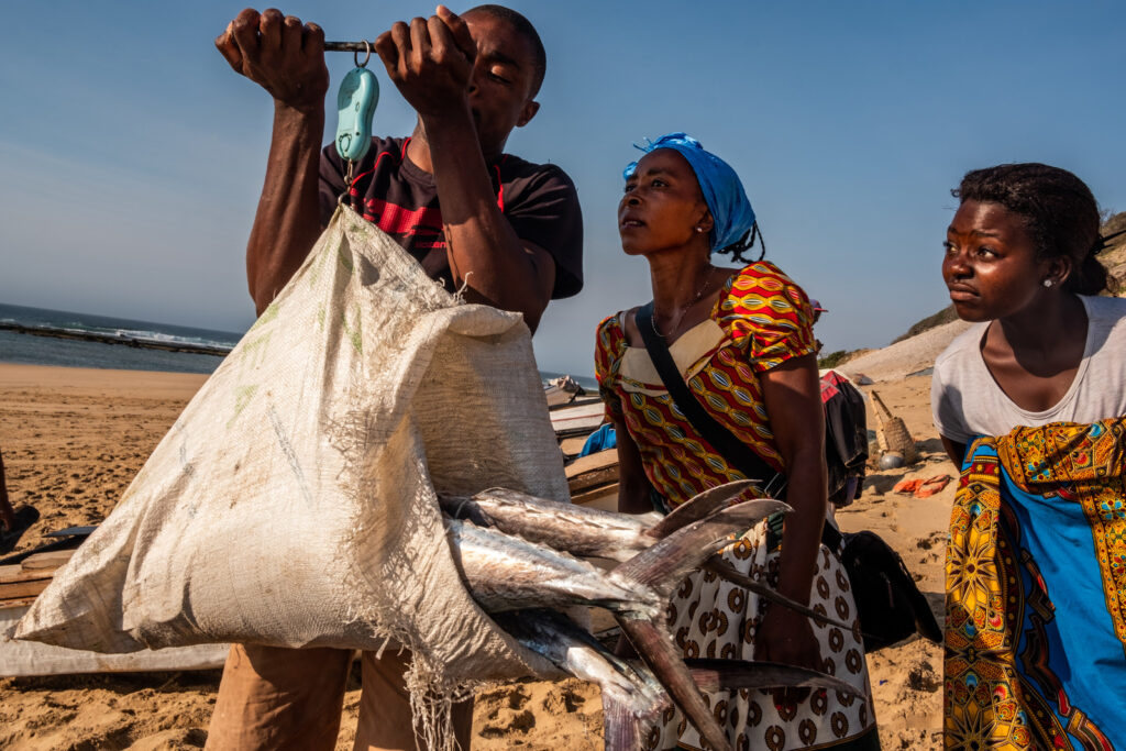 Buying King Mackerel (Scomberomorus commerson), locally known as couta or saw fish, on the beach from local fishermen.