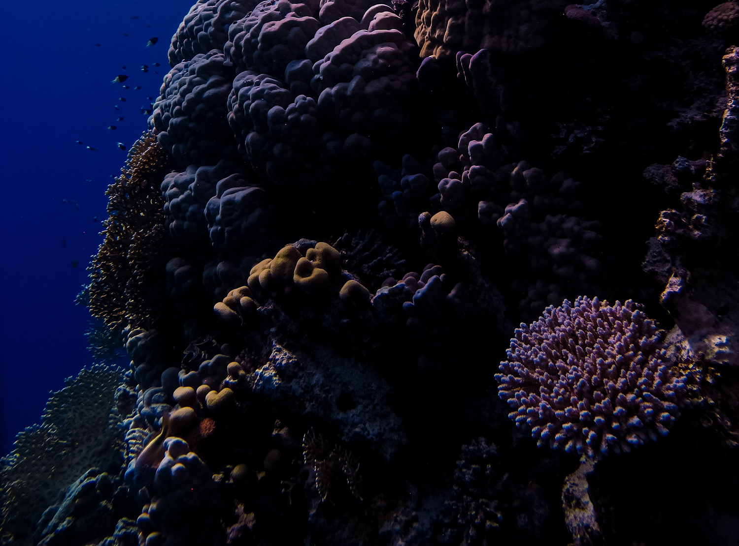 Coral Reef.