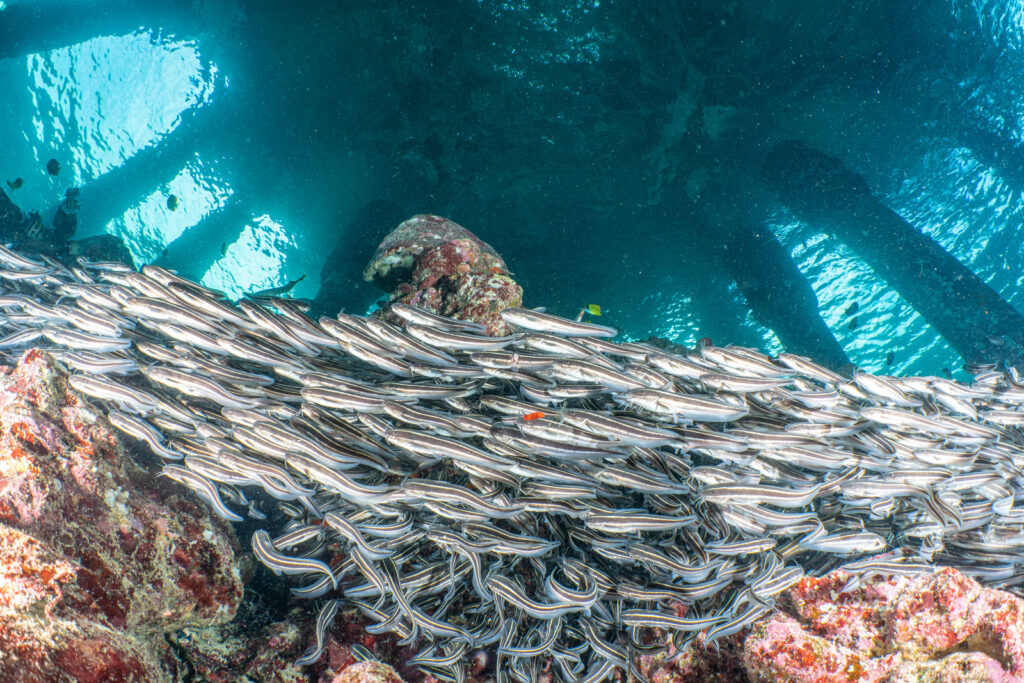 Coral and fish in Wakatobi National Park in Indonesia.