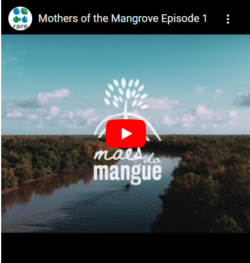 protecting mangroves