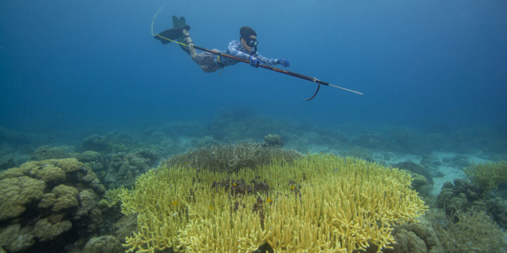 Diver swimming over a reef in Palau.