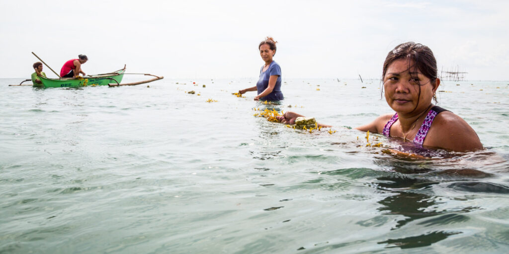 Fishers in the water harvesting seaweed off buoys.