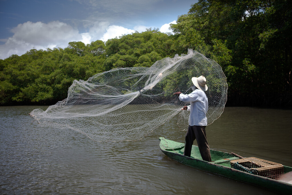 Fisherman casting a net in a Brazilian mangrove.
