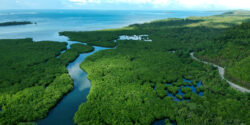 Mangroves in San Benito, Siargao Islands, Philippines.