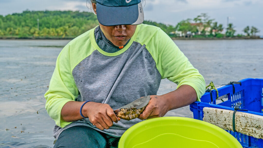 Woman harvesting sea cucumber in Palau.