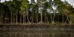 Mangroves in Brazil.