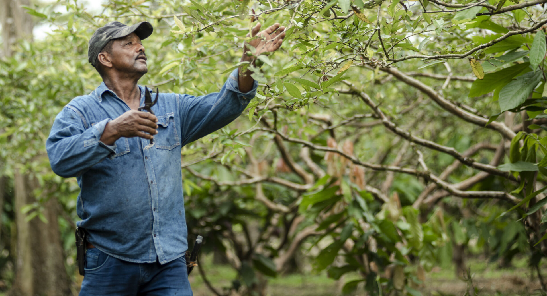 Photo of farmer José Fernando pruning crops at the Las Camelias farm in La Veinticuatro, Meta, Colombia where he grows cacao, oranges, and mandarins.