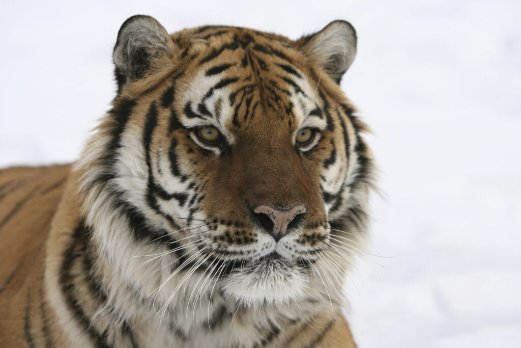 Siberian tiger.