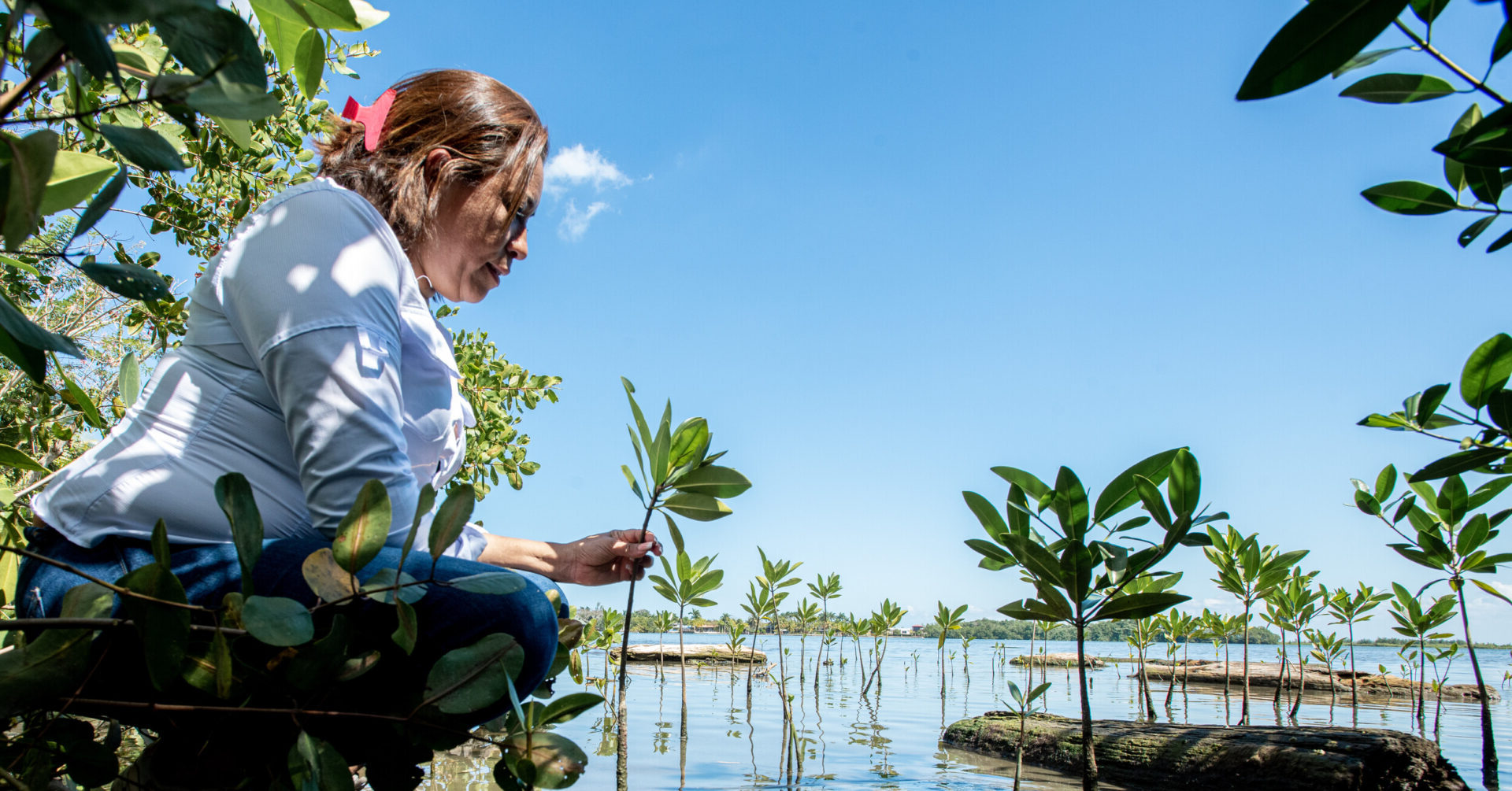 Sandra, a woman from Omoa, Honduras, planting mangrove trees.