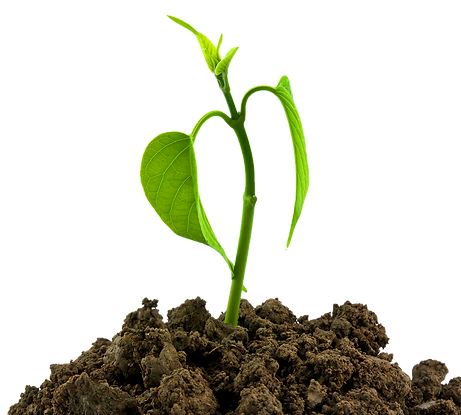 Cutout image of a baby plant sprouting from soil.