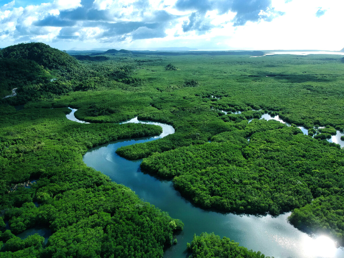 Nature-based financing and blue carbon action 🌿 – Rare