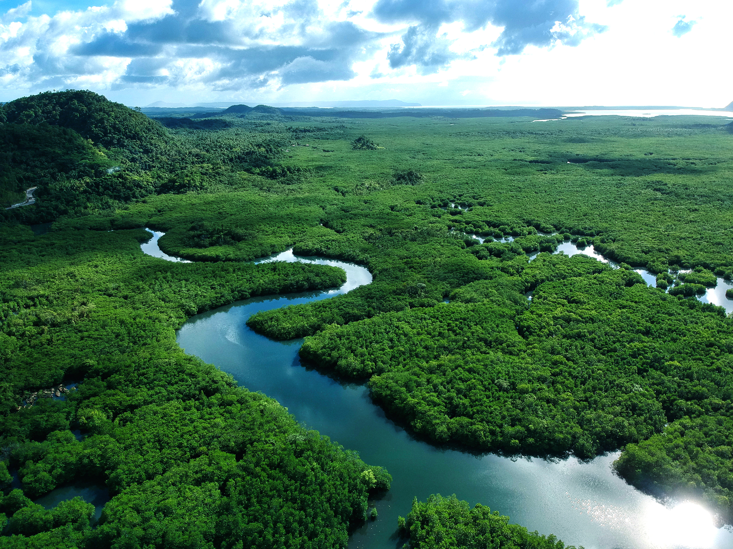 Mangroves in San Benito, Siargao Islands, Philippines.