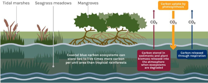 illustration of mangroves, seagrass meadows, and tidal marshes as blue carbon ecosystems.