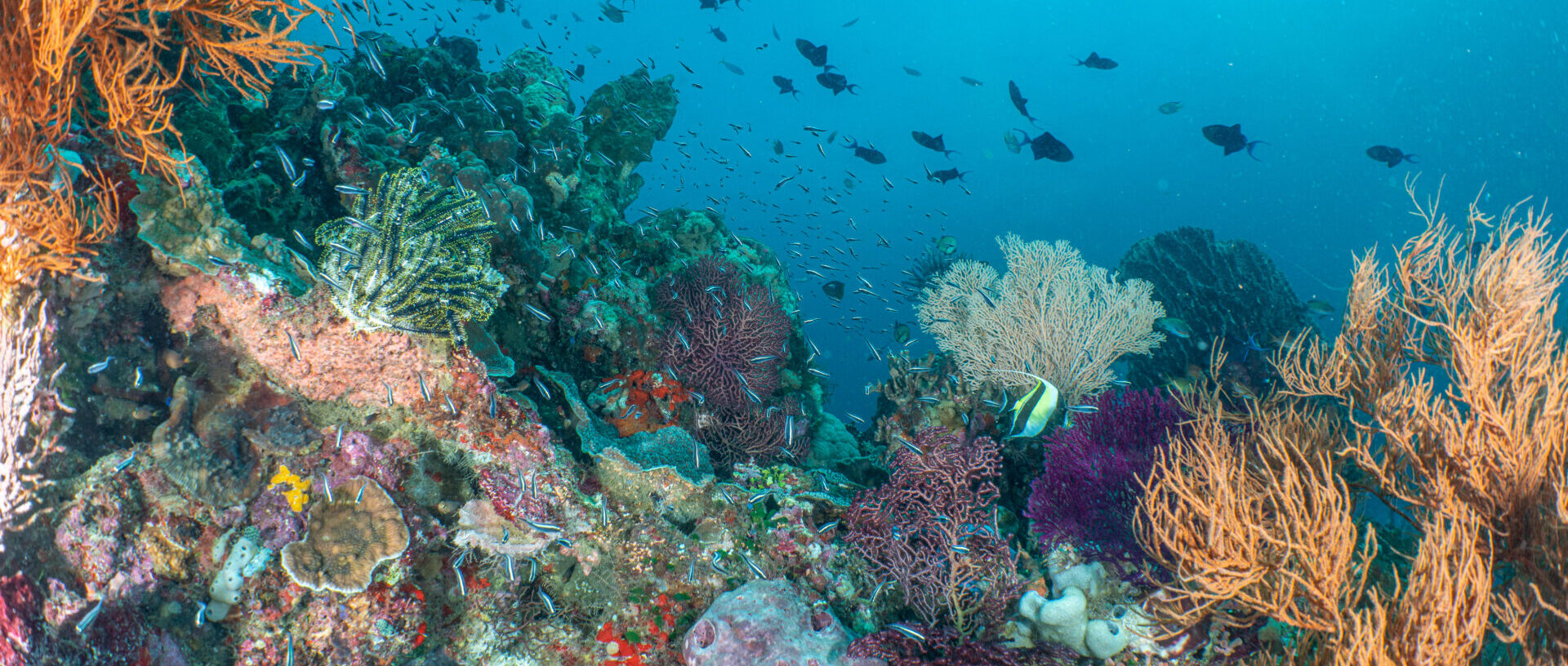 Coral and fish in Wakatobi.