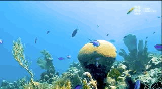 looping gif of fish swimming in a coral reef.