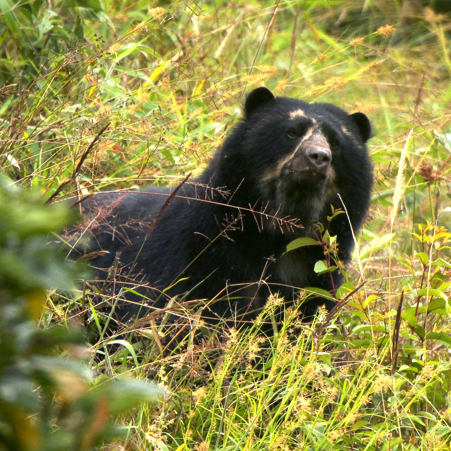 Colombia's spectacled bear in some tall grass.