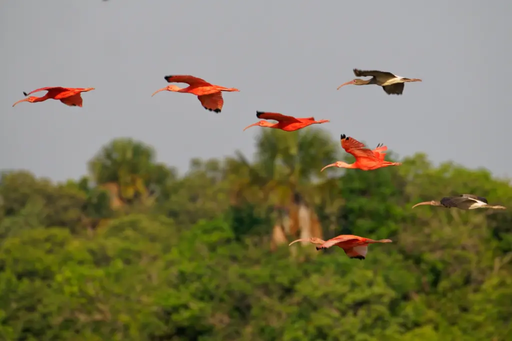 Ibis birds flying in Colombia. 