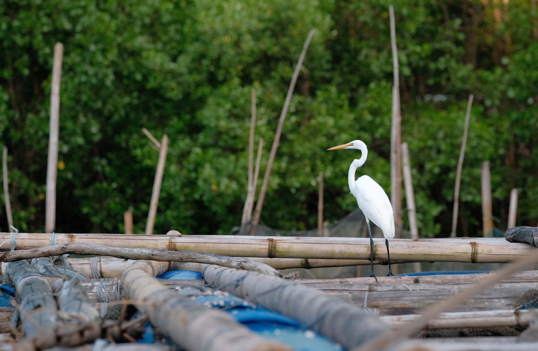 Photo of an Intermediate Egret standing on dried bamboo in the Philippines.