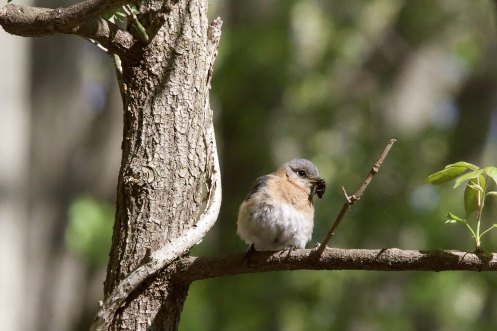 a bluebird with an insect in its mouth