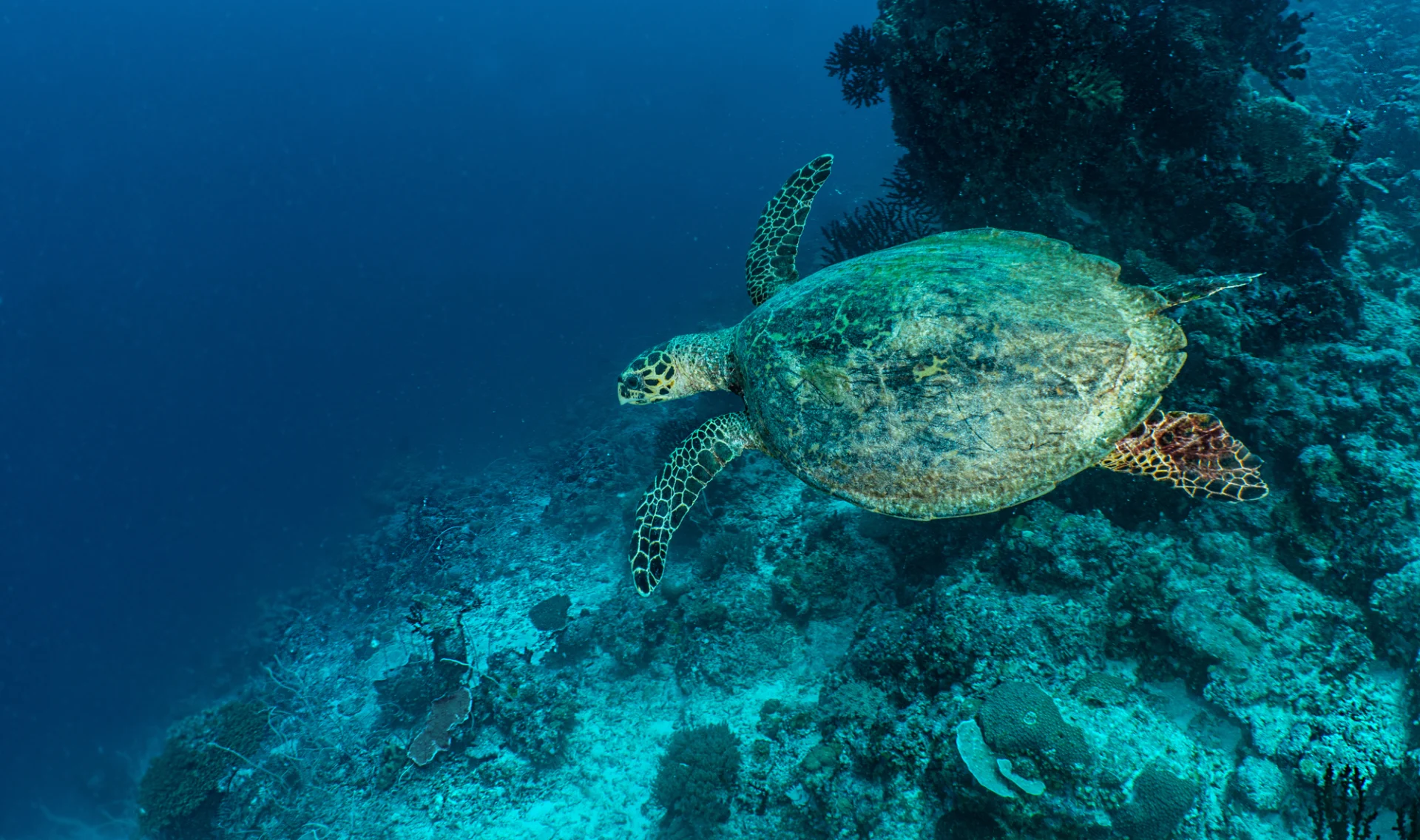 Sea turtle swimming through coral off the coast of Palau.