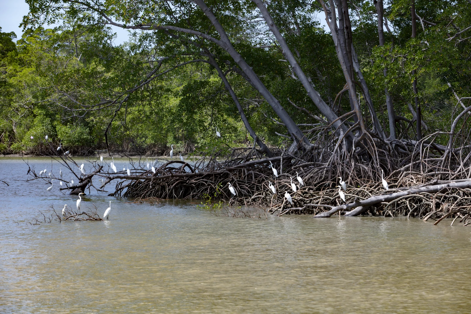 snowy egret birds in mangroves of Brazil