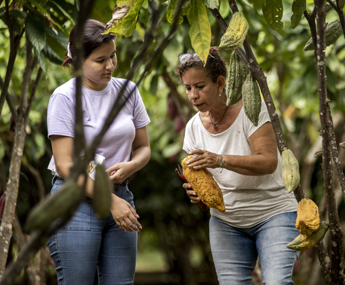 Women inspecting cacao on their farm in Colombia.