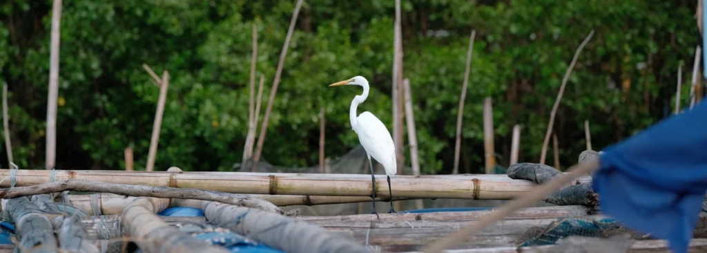 Intermediate Egret resting on a fishing dock in the Philippines.