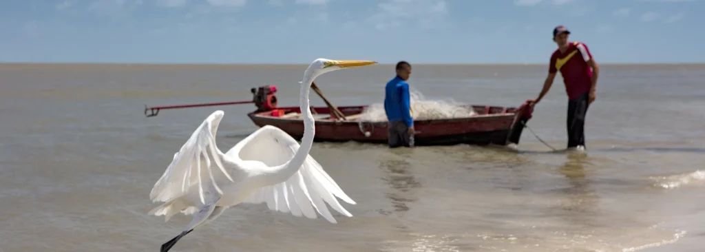 A great egret (also called a white heron) in the Coroa Nova fishing community where Pirabas Bay meets the Atlantic Ocean. Resex Viriandeua.