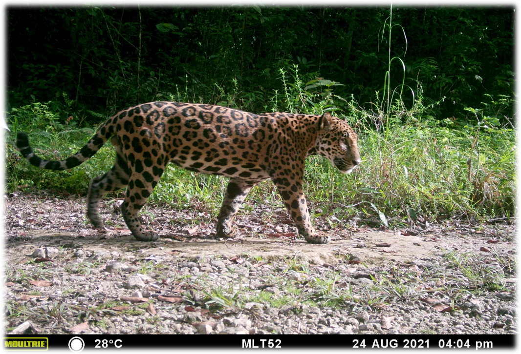 a jaguar captured on a camera trap