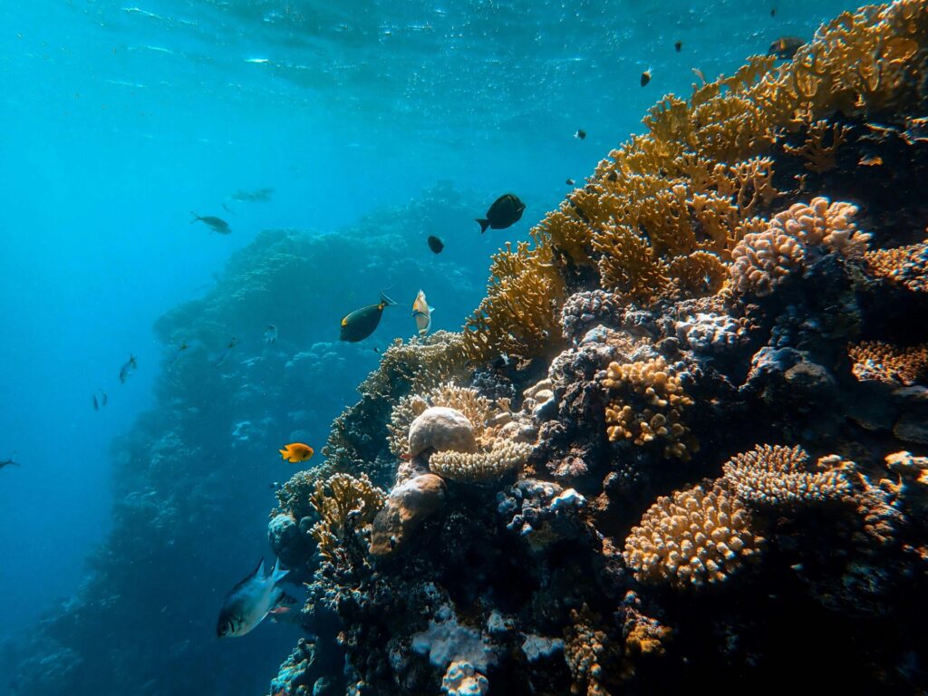 coral reefs and fish