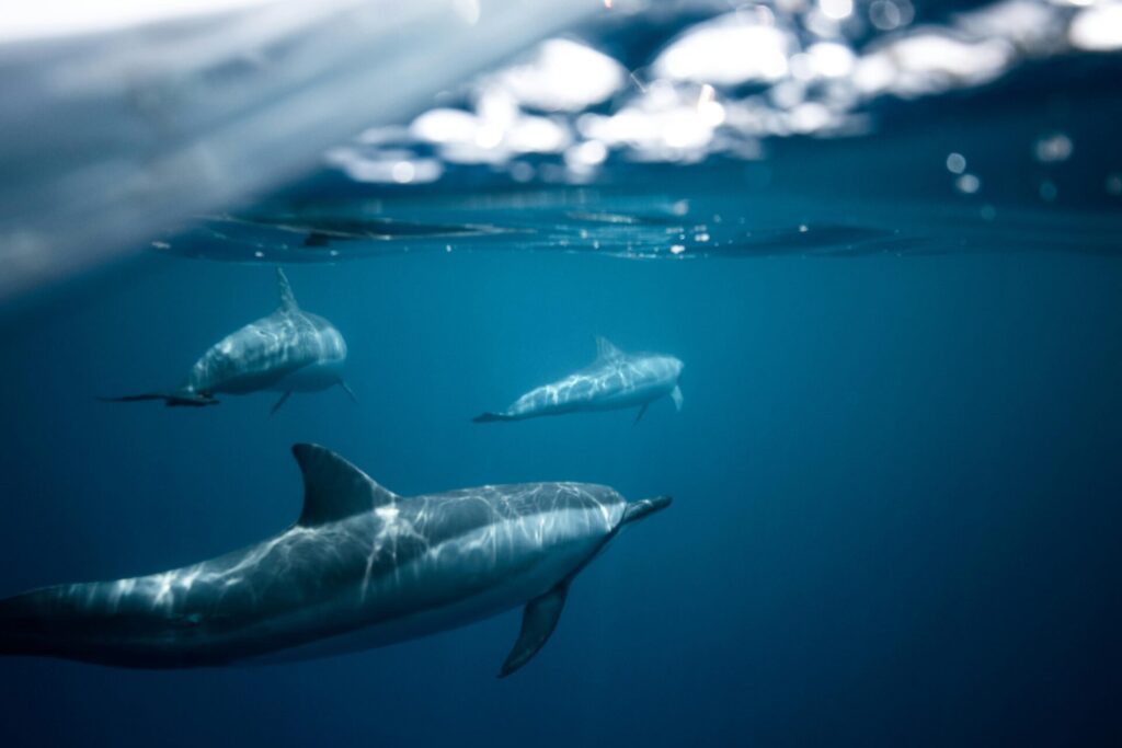 dolphins swimming underwater