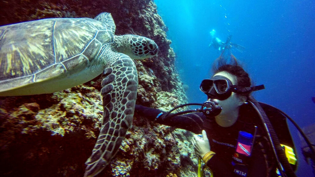 Kathlyn Tan with a sea turtle. 