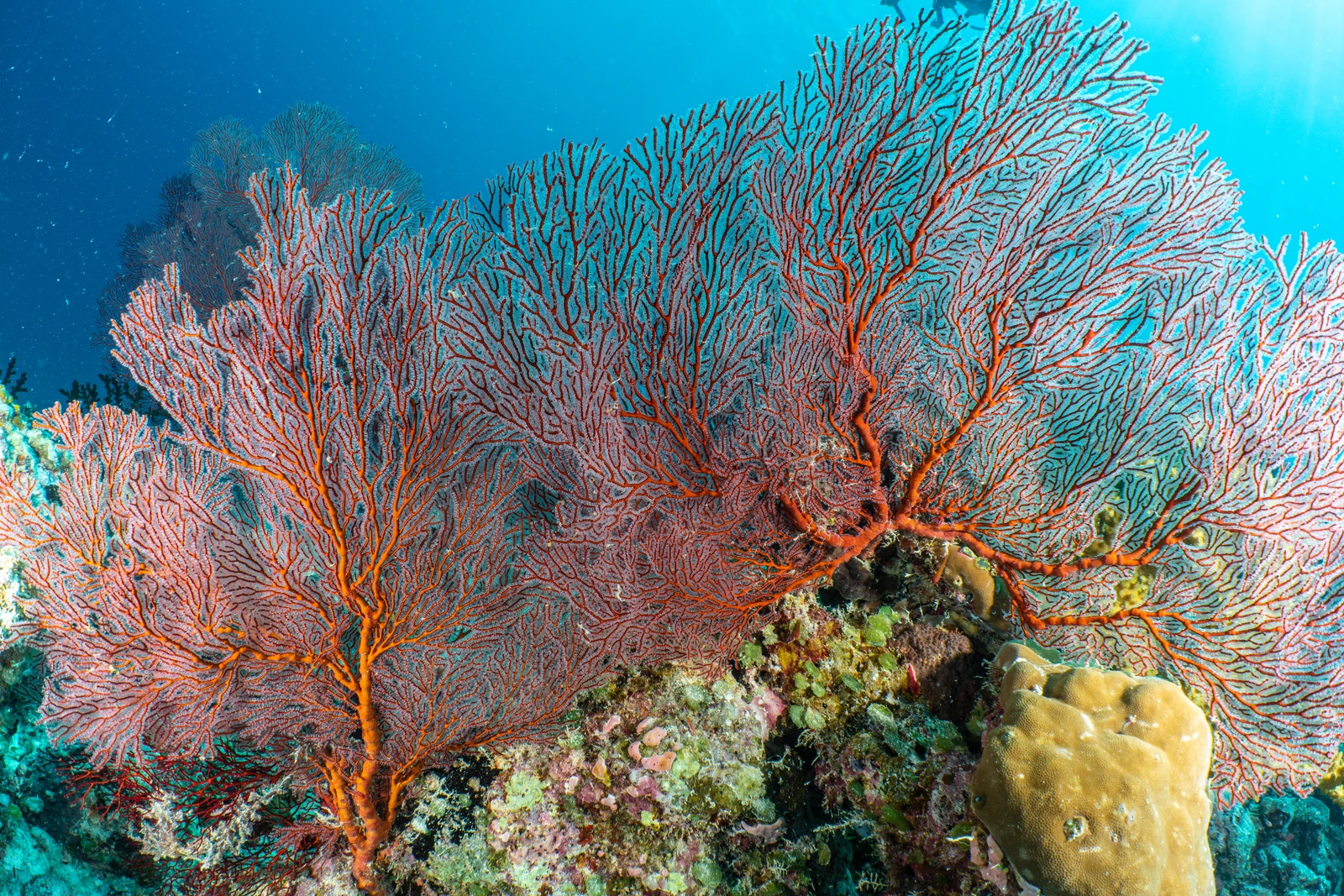 Healthy coral reefs off the coast of Palau.