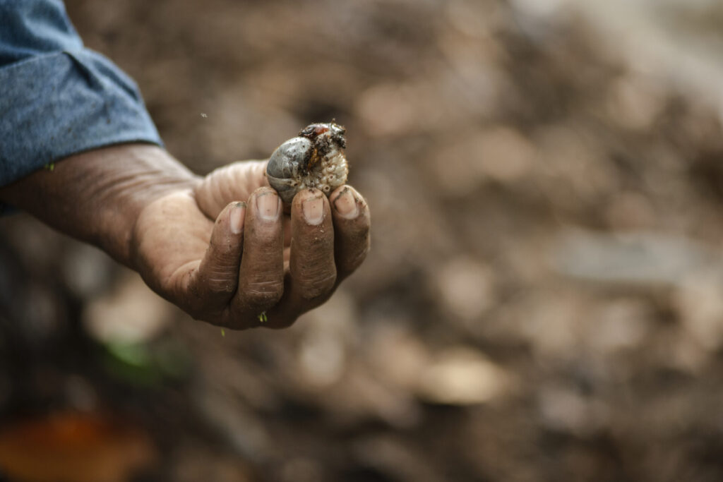 a hand holding a worm