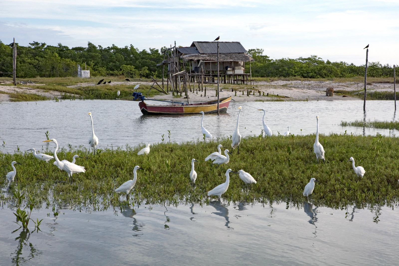 Great egrets (also called white herons) in the fishing community of Peruquara, where Quatipuru Bay meets the Atlantic Ocean.