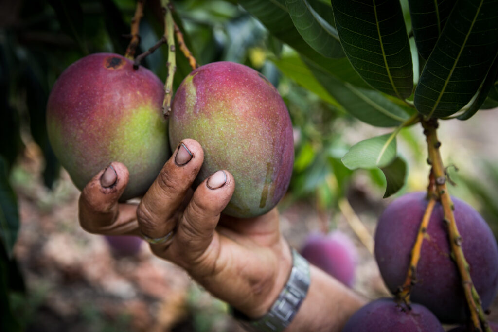 a hand holding two mangos on a tree branch