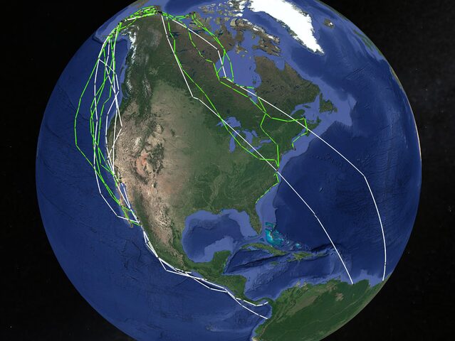Graphic showing Whimbrel heading south from nesting grounds.