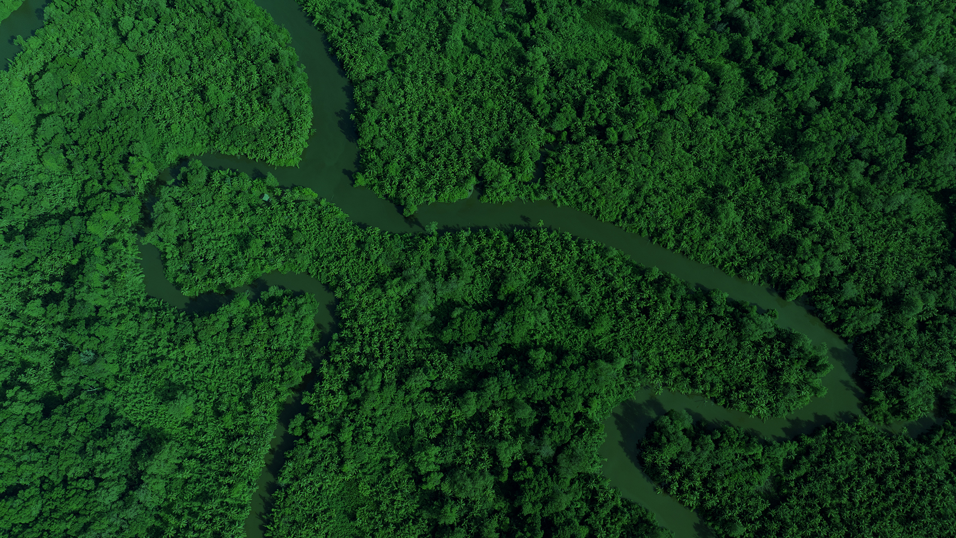 Aerial view of a mangrove with a green overlay.