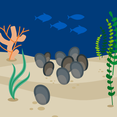 Oyster illustration.